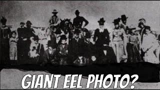 The Lost Giant Eel Photo Has Been Found