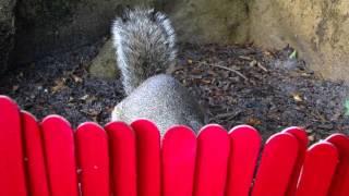 when a squirrel's happiness is your happiness that is LOVE!