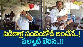 Palnati Berasa Kollu Farming | విడికాళ్ల పందెంకోడి అంటేనే పల్నాటి బెరస..!! Tone Agri