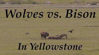 Wolves vs. Bison in Yellowstone | Inspire Wild Media