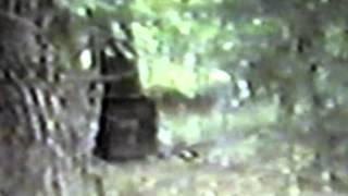 M.K.Davis discusses the creek walker video and the unusual walk.mp4