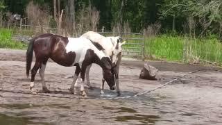 "Honey" & "Diva" Splashing In Dirt Hole "Excey" Dug, A "Katie"-"Hazel" Fight, May 13, 2023 #shorts