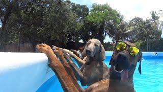 BEST Pets of the Summer | Funniest Cats and Dogs