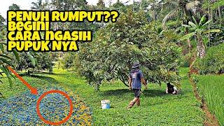 CARA PEMUPUKAN DURIAN yang TERHALANG RUMPUT ARACHIS PINTOI