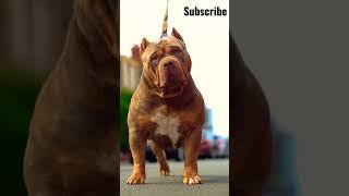 Pitt Bull dog shots #shorts #youtubeshorts #viral #trending #pitbull #dog #dogs #dogbreed