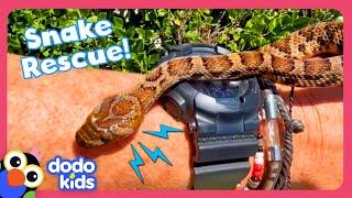 Man Rescues Snakes From Dog's Mouth And Other Weird Places! | Dodo Kids | Rescued!