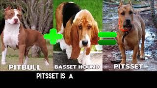 15 Pitbull MIX Dog Breeds