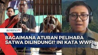 [FULL] Praktisi Konservasi WWF Indonesia Jelaskan Aturan Pelihara Satwa Dilindungi, Boleh?