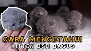 CARA MENGETAHUI KITTEN BSH YANG BAGUS | KITTEN BSH | ADOPTBSH | KUCING BSH | FUJIFILM X-T100