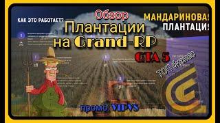 Лучший бизнес на Grand-RP GTA 5; семейный бизнес плантация + итоги конкурса + конкурс