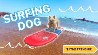 Surfing French Bulldog ‍️ - TJ The Frenchie goes surfing in Cornwall