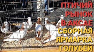 Птичий рынок в Аксае. Сборная ярмарка голубей. Bird Market. Pigeon Fair. ا .لحمام鸽子.