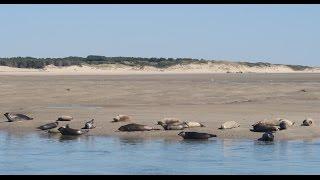 Phoques baie Authie Berck sur Mer