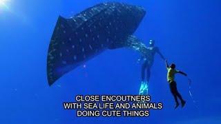 Close Encounters With Sea Life  | CATERS CLIPS