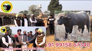 Congratulations Ranjit Chahal Billu bull sold out 5ਲੱਖ 25000ਹਜਾਰ ਦਾ