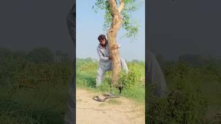 The boy climbed up under the snake tree