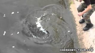 Chernobyl Mutations Fish in Pripyat River near Chernobyl Nuclear Power Plant