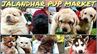 Wholesale Puppy Market at Jalandhar (Punjab) Dog show 2021 October PART 2 | Gold Medal Kennels