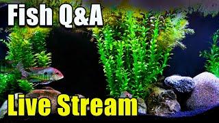 [LIVE]  We Are BACK! A Giveaway and Fish Q&A!