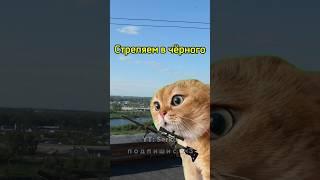 Котик обманул командира  #мем #котики