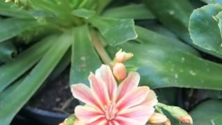 Lewisia