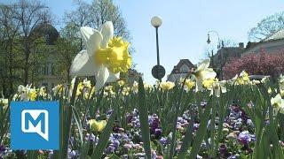 München im Frühlingsfieber: So schön ist die bayerische Landeshauptstadt