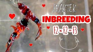 MENCETAK F3 | PRAKTEK INBREEDING