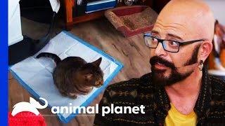 Cat's Pee Problem Is Turning Owners House Into A Litter Box! | My Cat From Hell