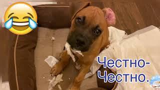 Я Этого Не Делал.  Смешные Щенки. Funny and Cute Puppy Videos.