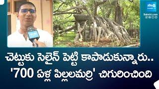 '700 ఏళ్ల పిల్లలమర్రి' చిగురించింది | Pillalamarri Banyan Tree In Mahabubnagar | @SakshiTV