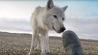 Dangerously Close to Wolves | Snow Wolf Family and Me | BBC Earth