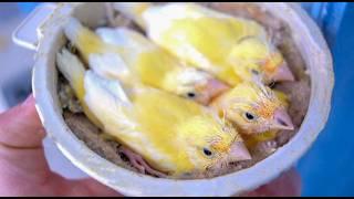 Stages of canary chick growth from hatching to weaning