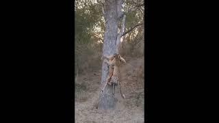 【グロ注意】野生生物の捕食シーンまとめ2