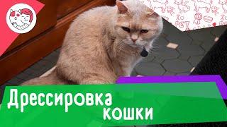 5 особенностей дрессировки кошек