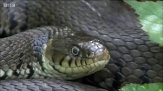 Grass Snakes on Springwatch (2016)