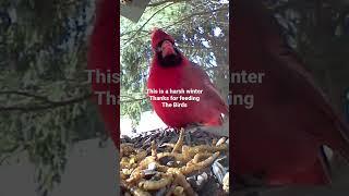 Cardinal Eats Yummy Lunch Thanks for feeding birds during this harsh winter.