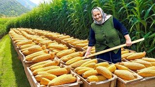 Organic Corn Harvest for Winter: Grandma Ulduz's Proven Storage Methods!