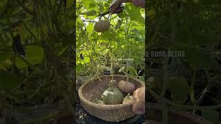 Harvesting pumpkin #farming #gardening