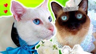 La Boda de mis Gatos Choco Milky   DivertiCats