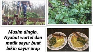 Musim dingin nyabut Wortel dan metik sayur untuk bikin Sayur urap ||