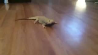 Lizard Running Meme / Vine