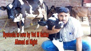 how Vet Dr M Sattar Ahmed corrected dystocia at night in a annocent cow