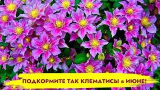 КЛЕМАТИСЫ БУДУТ УСЫПАНЫ ЦВЕТАМИ если подкормить их так! Лучшая подкормка клематисов для цветения!