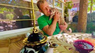 Кошка МонаЛиза стала ГЛАВНОЙ КОШКОЙ Тайгана, она подчинила себе всех кошек в Тайгане!
