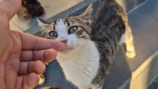 The sweet stray cats gathered around me are very hungry.