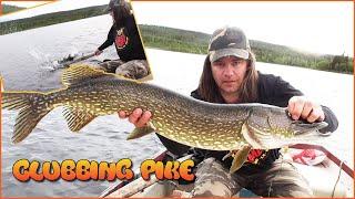 Klubba gädda vid kojan - Clubbing Pike at the Cabin