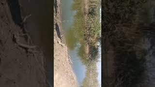 Catfish spinner fishing tok