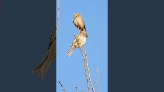 uccellini che volano via. #shorts #uccelli #birds