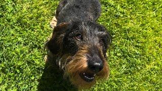 Cute dachshund is a great pool guard  #TeddyTheDachshund