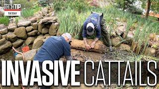 How to Remove Invasive Cattails: A Pond Cleaning Guide